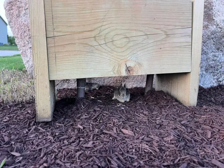 Be kind to the Bunnies