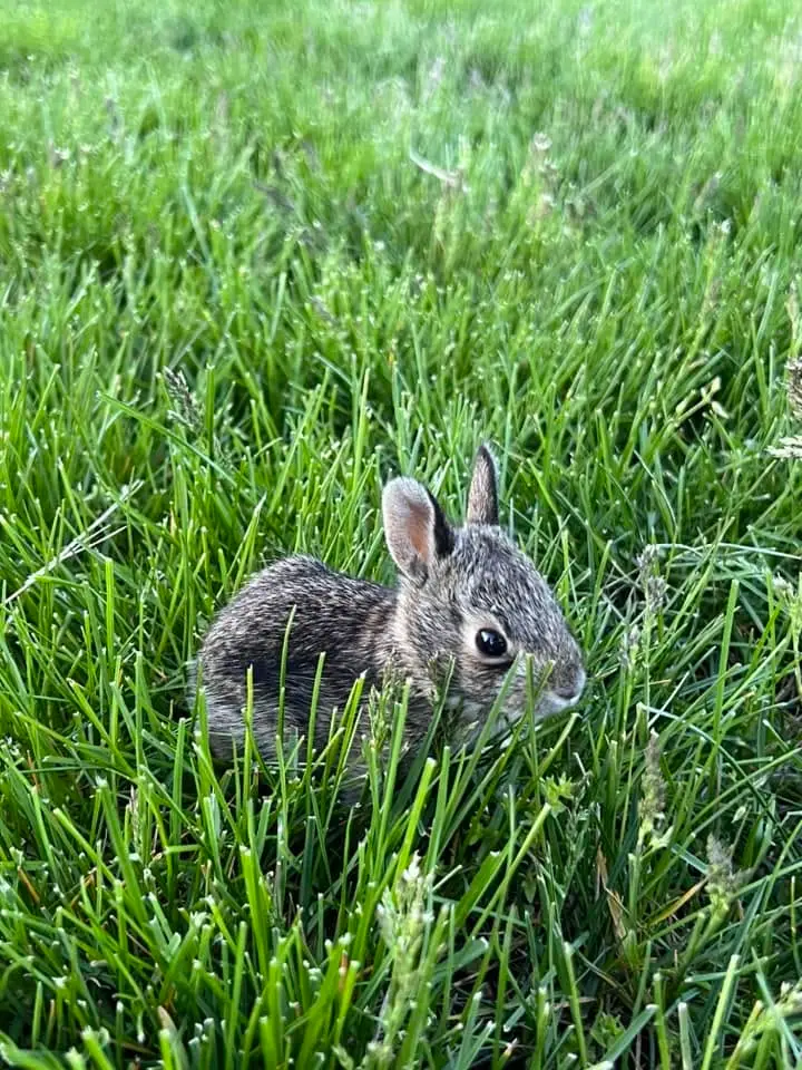 Be kind to the Bunnies!