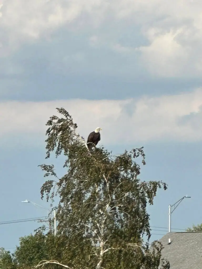 Eagle in the tree FIeldstone Savoy