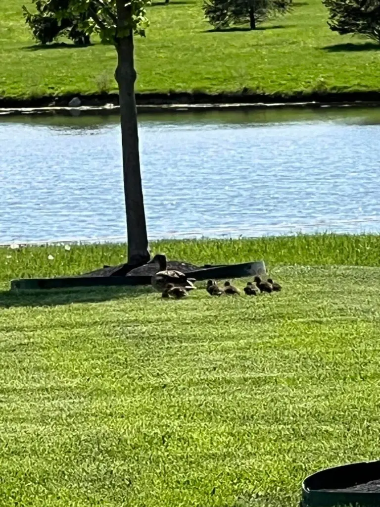 Momma Duck at Fieldstone Savoy