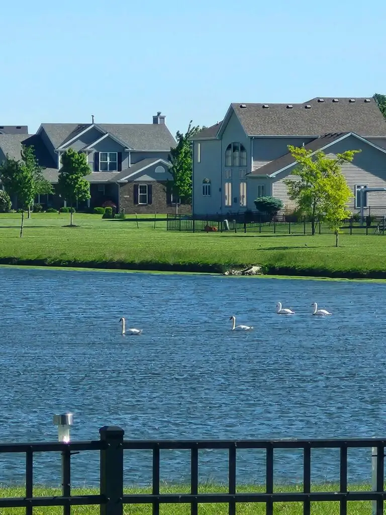 Swans in the FIeldstone Pond
