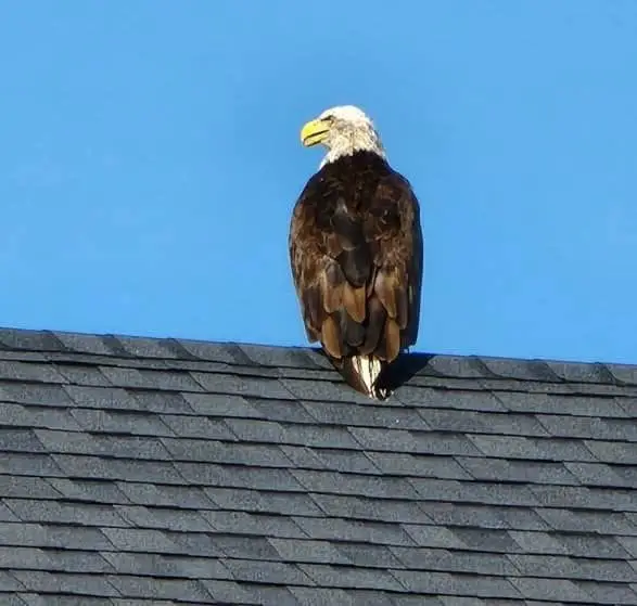 The Eagle has Landed in FIeldstone Savoy